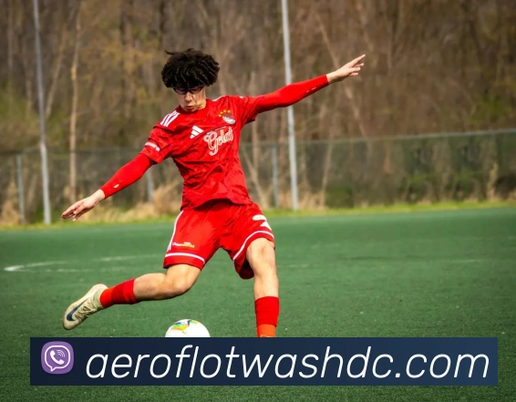 3377体育平台生态图